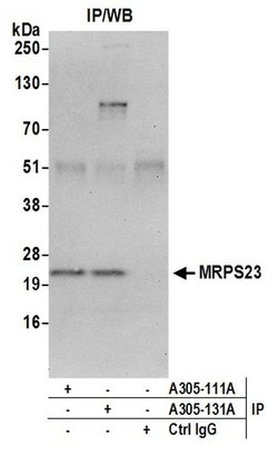 MRPS23 Rabbit anti-Human, Polyclonal, Bethyl Laboratories 100 &mu;L; Unconjugated:Antibodies,