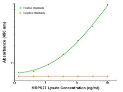 MRPS27 Mouse anti-Human, Clone: OTI3A8, liquid, TrueMAB 100 &mu;g | Buy Online | OriGene | Fisher Scientific
