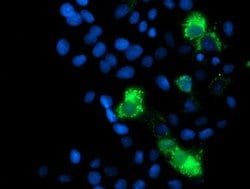 MRPS27 Mouse anti-Human, Clone: OTI6E5, lyophilized, TrueMAB 100 &mu;g;
