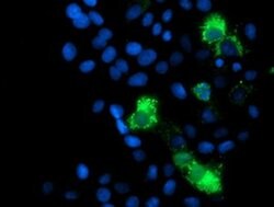 MRPS27 Mouse anti-Human, Clone: OTI6E5, liquid, TrueMAB 100 &mu;L; Unconjugated:Antibodies,