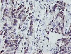 MRPS27 Mouse anti-Human, Clone: OTI1A2, lyophilized, TrueMAB 100 &mu;g;