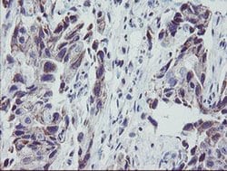 MRPS27 Monoclonal Antibody (OTI1A2), TrueMAB , OriGene:Antibodies:Primary