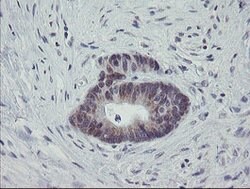 MRPS27 Mouse anti-Human, Clone: OTI1A2, lyophilized, TrueMAB 100 &mu;g;