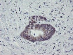 MRPS27 Monoclonal Antibody (OTI1A2), TrueMAB , OriGene 100 &mu;L; Unconjugated:Antibodies,