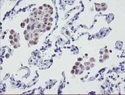 MRPS27 Mouse anti-Human, Clone: OTI1A2, lyophilized, TrueMAB 100 &mu;g;