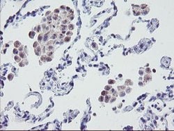 MRPS27 Monoclonal Antibody (OTI1A2), TrueMAB , OriGene 100 &mu;L; Unconjugated:Antibodies,