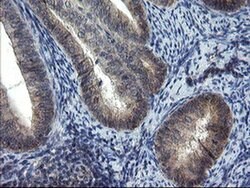 MRPS27 Monoclonal Antibody (OTI3D9), TrueMAB , OriGene 100 &mu;L; Unconjugated:Antibodies,