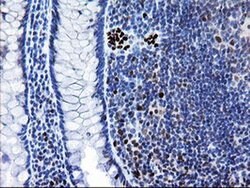 MRPS27 Monoclonal Antibody (OTI3B9), TrueMAB , OriGene 100 &mu;L; Unconjugated:Antibodies,
