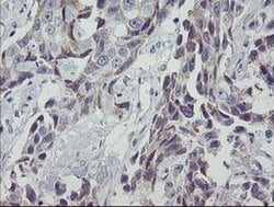MRPS27 Monoclonal Antibody (OTI1A5), TrueMAB , OriGene 100 &mu;L; Unconjugated:Antibodies,