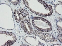 MRPS27 Monoclonal Antibody (OTI1A5), TrueMAB , OriGene 100 &mu;L; Unconjugated:Antibodies,