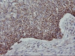 MRPS27 Mouse anti-Human, Clone: OTI6E5, lyophilized, TrueMAB 100 &mu;g;