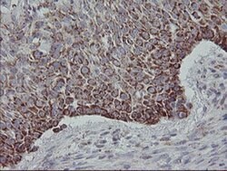 MRPS27 Mouse anti-Human, Clone: OTI6E5, liquid, TrueMAB 100 &mu;L; Unconjugated:Antibodies,
