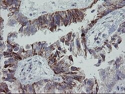 MRPS27 Mouse anti-Human, Clone: OTI6E5, liquid, TrueMAB 100 &mu;L; Unconjugated:Antibodies,