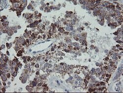 MRPS27 Mouse anti-Human, Clone: OTI6E5, lyophilized, TrueMAB 100 &mu;g;