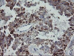MRPS27 Mouse anti-Human, Clone: OTI6E5, liquid, TrueMAB 100 &mu;L; Unconjugated:Antibodies,