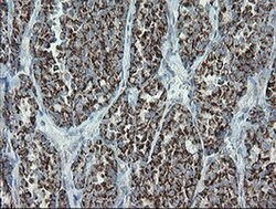 MRPS27 Mouse anti-Human, Clone: OTI6E5, liquid, TrueMAB 100 &mu;L; Unconjugated:Antibodies,