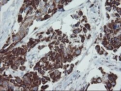 MRPS27 Mouse anti-Human, Clone: OTI6E5, liquid, TrueMAB 100 &mu;L; Unconjugated:Antibodies,