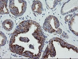 MRPS27 Mouse anti-Human, Clone: OTI6E5, lyophilized, TrueMAB 100 &mu;g;