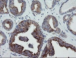 MRPS27 Mouse anti-Human, Clone: OTI6E5, liquid, TrueMAB 100 &mu;L; Unconjugated:Antibodies,