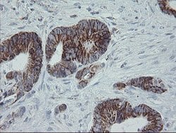 MRPS27 Mouse anti-Human, Clone: OTI6E5, lyophilized, TrueMAB 100 &mu;g;