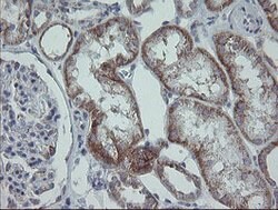 MRPS27 Mouse anti-Human, Clone: OTI6E5, lyophilized, TrueMAB 100 &mu;g;