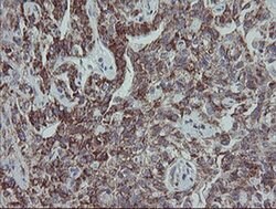 MRPS27 Mouse anti-Human, Clone: OTI6E5, liquid, TrueMAB 100 &mu;L; Unconjugated:Antibodies,