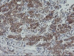 MRPS27 Mouse anti-Human, Clone: OTI6E5, lyophilized, TrueMAB 100 &mu;g;