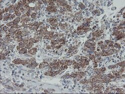 MRPS27 Mouse anti-Human, Clone: OTI6E5, liquid, TrueMAB 100 &mu;L; Unconjugated:Antibodies,
