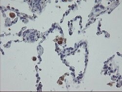 MRPS27 Mouse anti-Human, Clone: OTI6E5, lyophilized, TrueMAB 100 &mu;g;