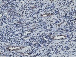 MRPS27 Monoclonal Antibody (OTI3A8), TrueMAB , OriGene:Antibodies:Primary