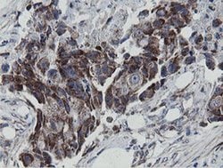 MRPS27 Monoclonal Antibody (OTI3A8), TrueMAB , OriGene:Antibodies:Primary