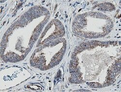 MRPS27 Monoclonal Antibody (OTI3A8), TrueMAB , OriGene 100 &mu;L; Unconjugated:Antibodies,