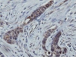 MRPS27 Monoclonal Antibody (OTI3A8), TrueMAB , OriGene 100 &mu;L; Unconjugated:Antibodies,
