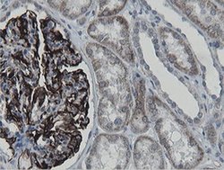 MRPS27 Monoclonal Antibody (OTI3A8), TrueMAB , OriGene 100 &mu;L; Unconjugated:Antibodies,