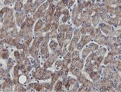 MRPS27 Monoclonal Antibody (OTI3A8), TrueMAB , OriGene 100 &mu;L; Unconjugated:Antibodies,