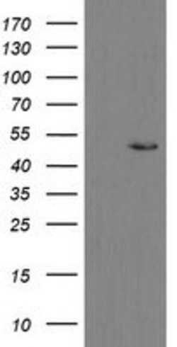 MRPS27 Mouse anti-Human, Clone: OTI1A2, lyophilized, TrueMAB 100 &mu;g;