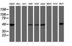 MRPS27 Monoclonal Antibody (OTI3D9), TrueMAB , OriGene 100 &mu;L; Unconjugated:Antibodies,