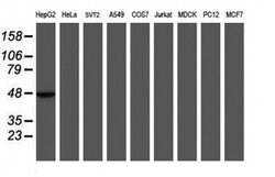 MRPS27 Monoclonal Antibody (OTI3B9), TrueMAB , OriGene 100 &mu;L; Unconjugated:Antibodies,