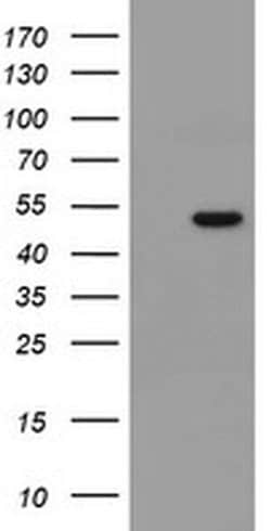 MRPS27 Monoclonal Antibody (OTI3A8), TrueMAB , OriGene 100 &mu;L; Unconjugated:Antibodies,