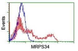 MRPS34 Monoclonal Antibody (OTI4C4), TrueMAB , OriGene 100 &mu;L; Unconjugated:Antibodies,