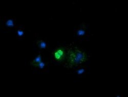 MRPS34 Monoclonal Antibody (OTI4B9), TrueMAB , OriGene 30 &mu;L | Buy Online | Origene Technologies | Fisher Scientific