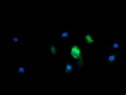 MRPS34 Monoclonal Antibody (OTI4E8), TrueMAB , OriGene 100 &mu;L; Unconjugated:Antibodies,