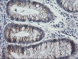 MRPS34 Monoclonal Antibody (OTI4C9), TrueMAB , OriGene 100 &mu;L; Unconjugated:Antibodies,