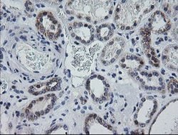MRPS34 Monoclonal Antibody (OTI4C9), TrueMAB , OriGene 100 &mu;L; Unconjugated:Antibodies,