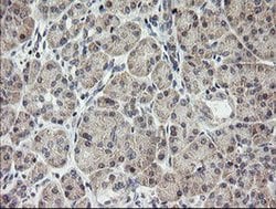MRPS34 Monoclonal Antibody (OTI4B9), TrueMAB , OriGene 30 &mu;L | Buy Online | Origene Technologies | Fisher Scientific