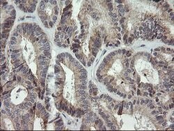 MRPS34 Monoclonal Antibody (OTI4B9), TrueMAB , OriGene 30 &mu;L | Buy Online | Origene Technologies | Fisher Scientific