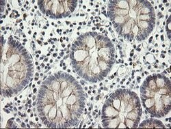 MRPS34 Monoclonal Antibody (OTI4B9), TrueMAB , OriGene 30 &mu;L | Buy Online | Origene Technologies | Fisher Scientific