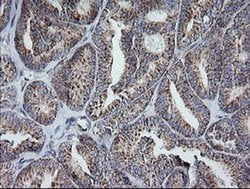 MRPS34 Monoclonal Antibody (OTI4E8), TrueMAB , OriGene 100 &mu;L; Unconjugated:Antibodies,