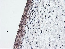 MRPS34 Monoclonal Antibody (OTI4E8), TrueMAB , OriGene 100 &mu;L; Unconjugated:Antibodies,