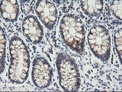 MRPS34 Mouse anti-Canine, Human, Clone: OTI4E8, lyophilized, TrueMAB 100 &mu;g | Buy Online | Origene Technologies | Fisher Scientific